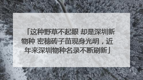 这种野草不起眼 却是深圳新物种 密穗砖子苗现身光明，近年来深圳物种名录不断刷新