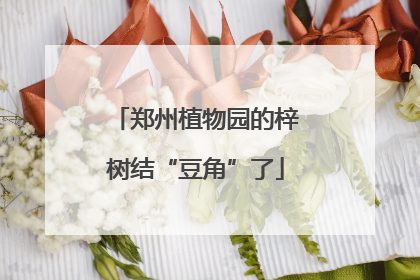 郑州植物园的梓树结“豆角”了