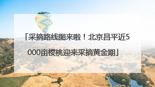 采摘路线图来啦！北京昌平近5000亩樱桃迎来采摘黄金期