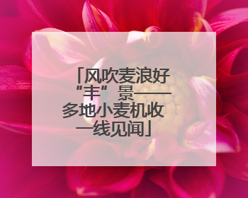 风吹麦浪好“丰”景——多地小麦机收一线见闻