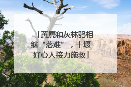 黄麂和灰林鸮相继“落难”，十堰好心人接力施救